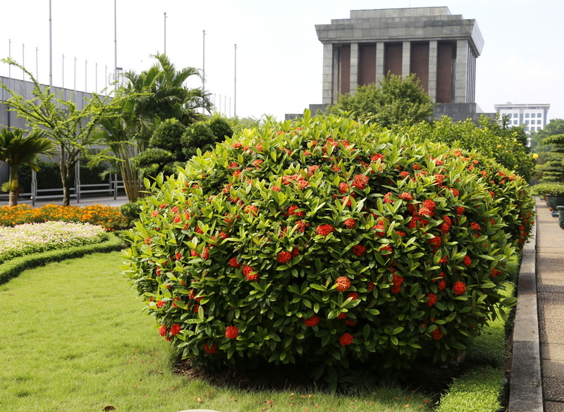 Cây hoa, cây cảnh