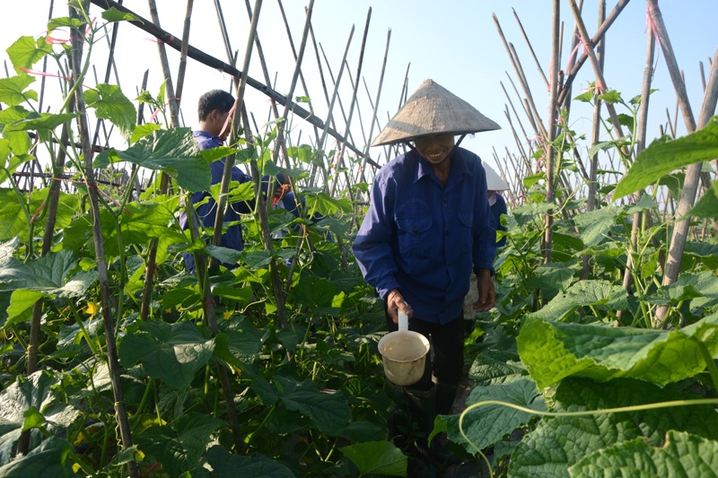 HTX Nông nghiệp thị trấn Lâm Thao