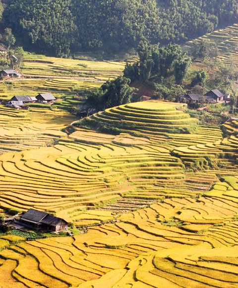 lao-cai-bqllang.gov.vn